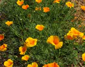 california poppies