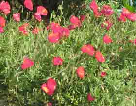 cornflowers