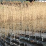 grasses and reflections