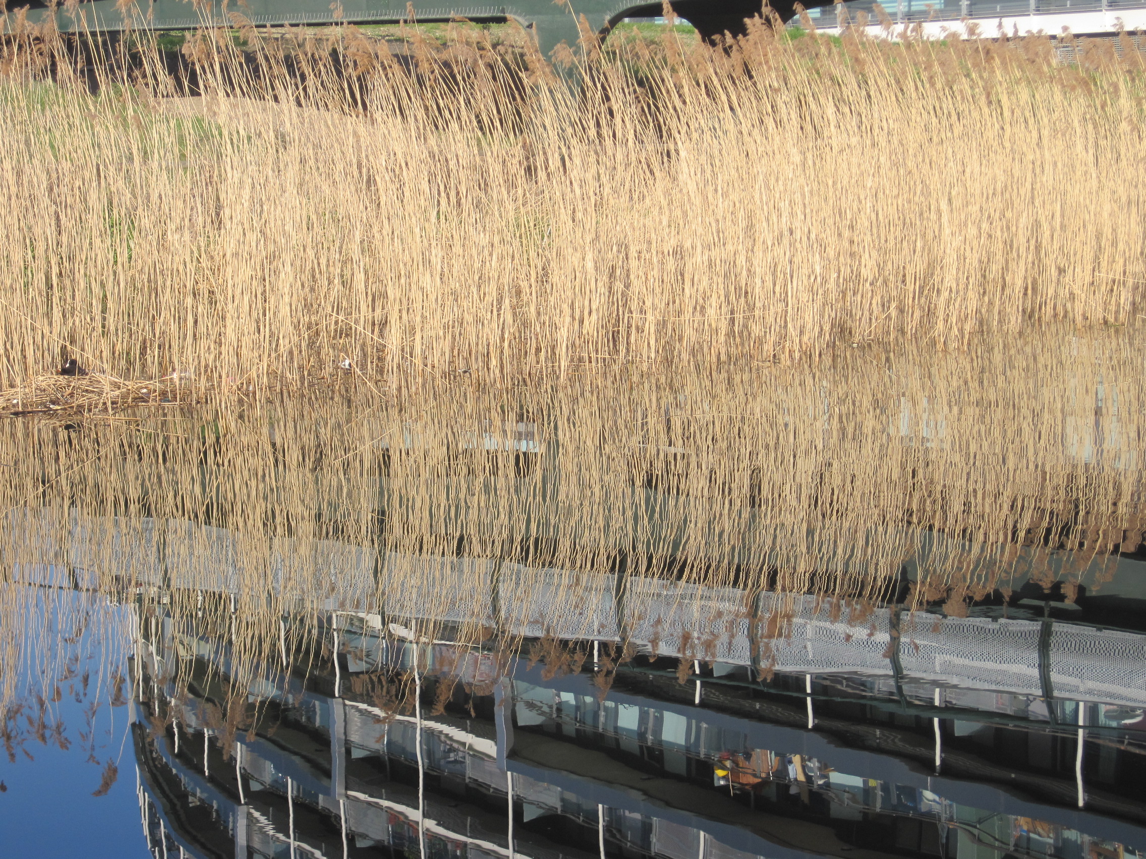 grasses and reflections