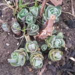 sedum shoots