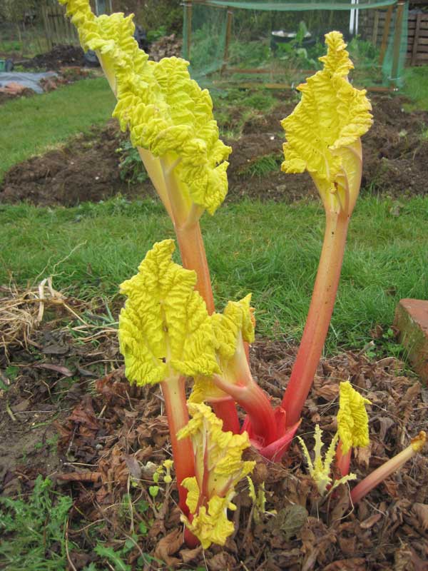 forced rhubarb shoots