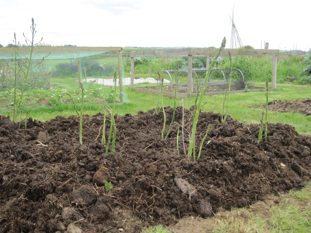 green asparagus