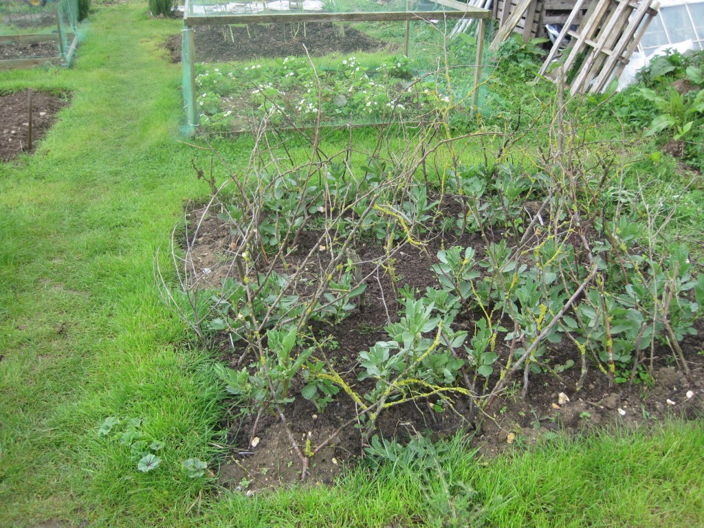 broad beans