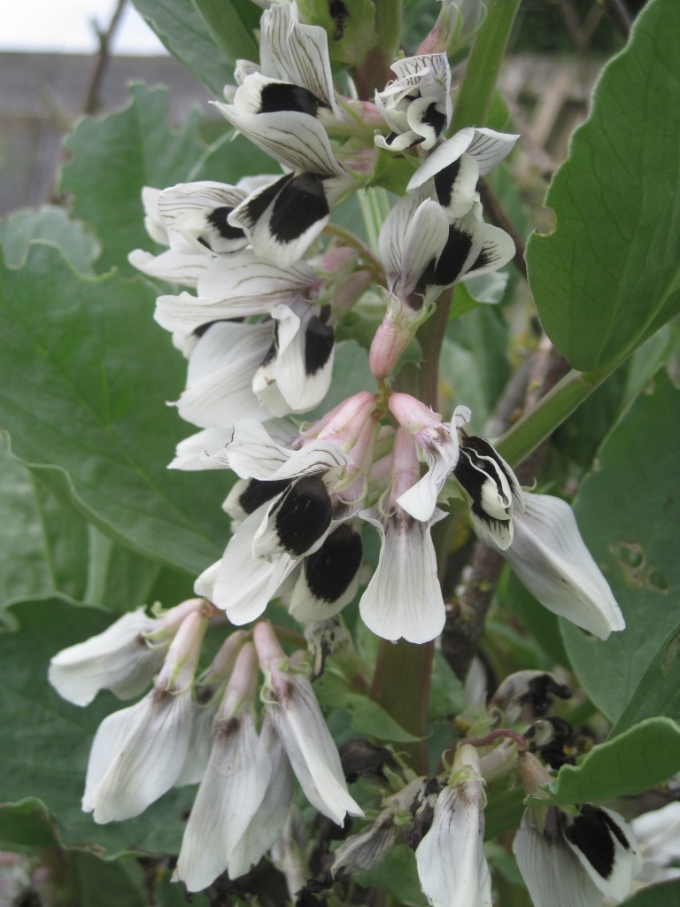 broad beans in flower