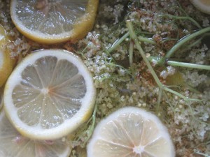 elderflowers mascerating in syrup