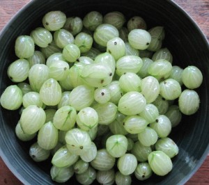 culinary gooseberries