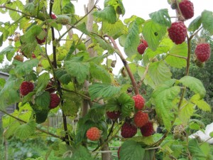 raspberries