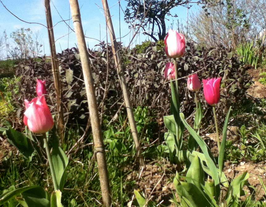 tulips and purple sage