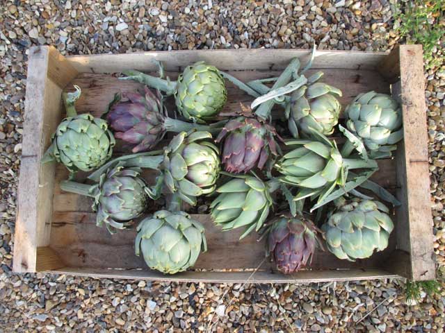 green and purple artichokes