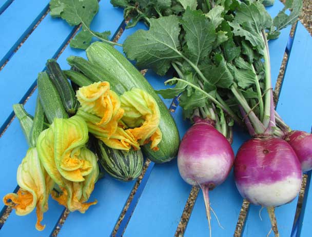 courgettes-and-turnips