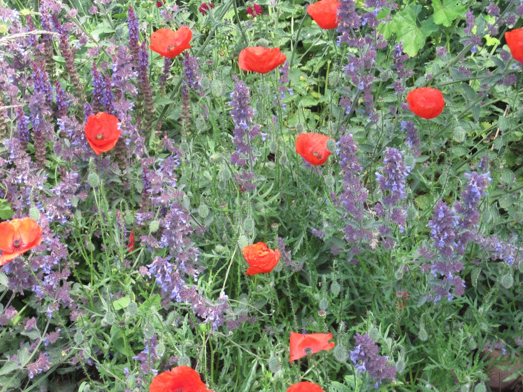 poppies and nepeta on a summer's evening