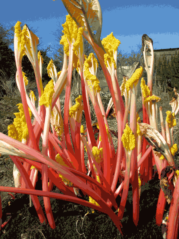 forced rhubarb from the allotment